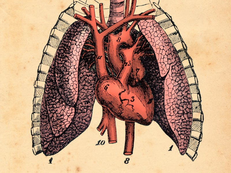 Heart and lung.
Coronary circulation is the circulation of blood in the blood vessels that supply th...