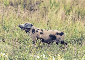 spotted pig staing in the green grass