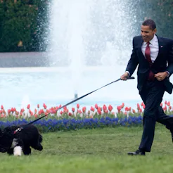 Barack Obama is pulled by the family's dog Bo as he walks on the South Lawn of the White House in W...