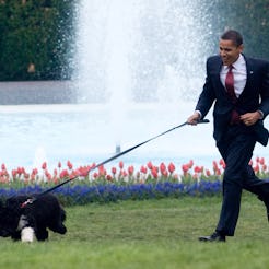  Barack Obama is pulled by the family's dog Bo as he walks on the South Lawn of the White House in W...