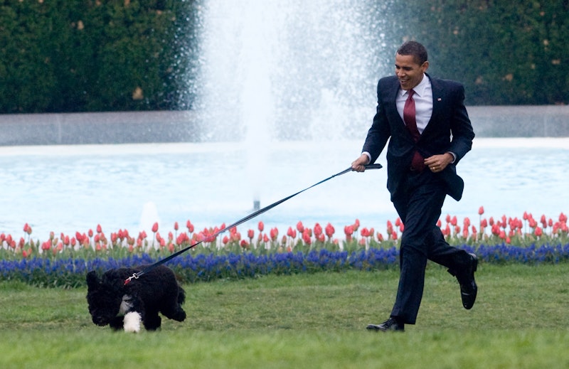  Barack Obama is pulled by the family's dog Bo as he walks on the South Lawn of the White House in W...
