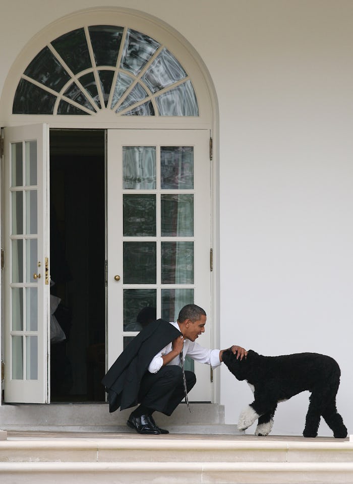 WASHINGTON - MARCH 15:  U.S. President Barack Obama pets his dog Bo outside the Oval Office of the W...