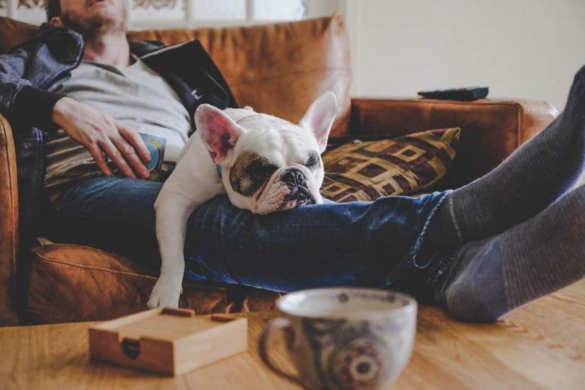 Frenchie puppy sleeping on man's laps