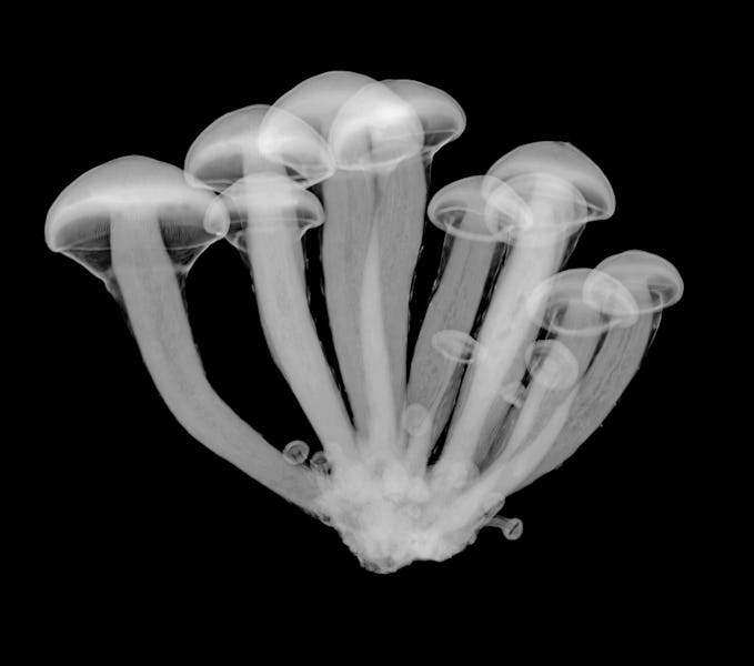 Magic mushrooms (Psilocybe sp.), X-ray.