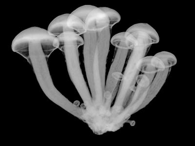 Magic mushrooms (Psilocybe sp.), X-ray.