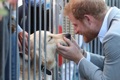 Prince Harry gives a golden retriever some love.