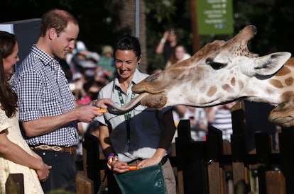 Prince William feeds a giraffe.