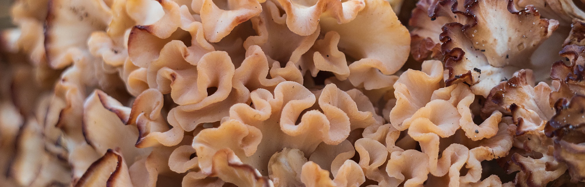 Wood cauliflower mushroom is a good edible mushroom, but is a parasitic wood-destroying fungus