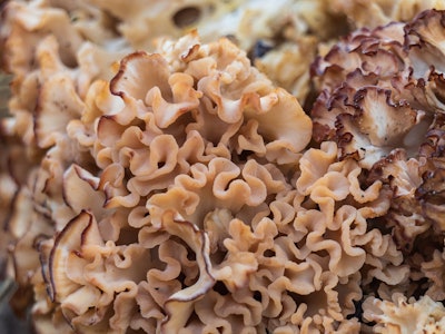 Wood cauliflower mushroom is a good edible mushroom, but is a parasitic wood-destroying fungus
