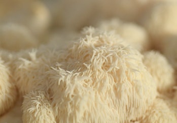 DENVER CO - MAY 28: Lion's Mane mushrooms grow in the grow room, at The GrowHaus, on May 28, 2019 in...