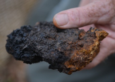 Mike Bell holds a Chaga mushroom. Mike Bell, of Bern Township, hunts for mushrooms near the Blue Mar...