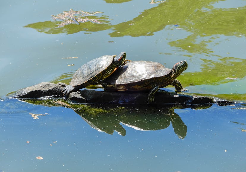Red-eared slider terrapins, Central Park, New York City