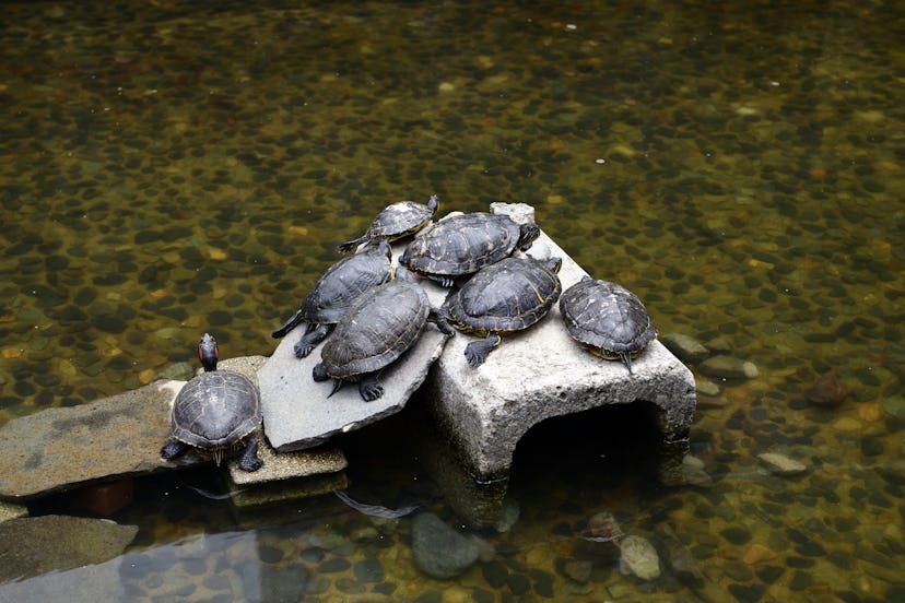Group of Turtle at Shinjuku Central Park, Kantō Region, Tokyo, Japan.