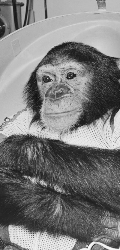 Ham the space chimp seems to be saying as he folds his arm and waits to be lifted out of the space c...