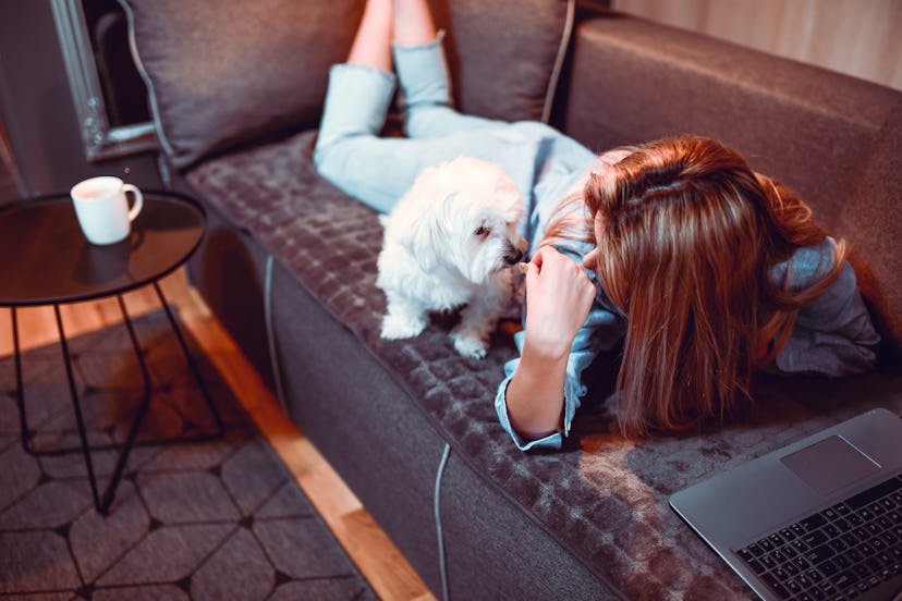 Female Relaxing With Puppy On Sofa And Watching Movie On Laptop