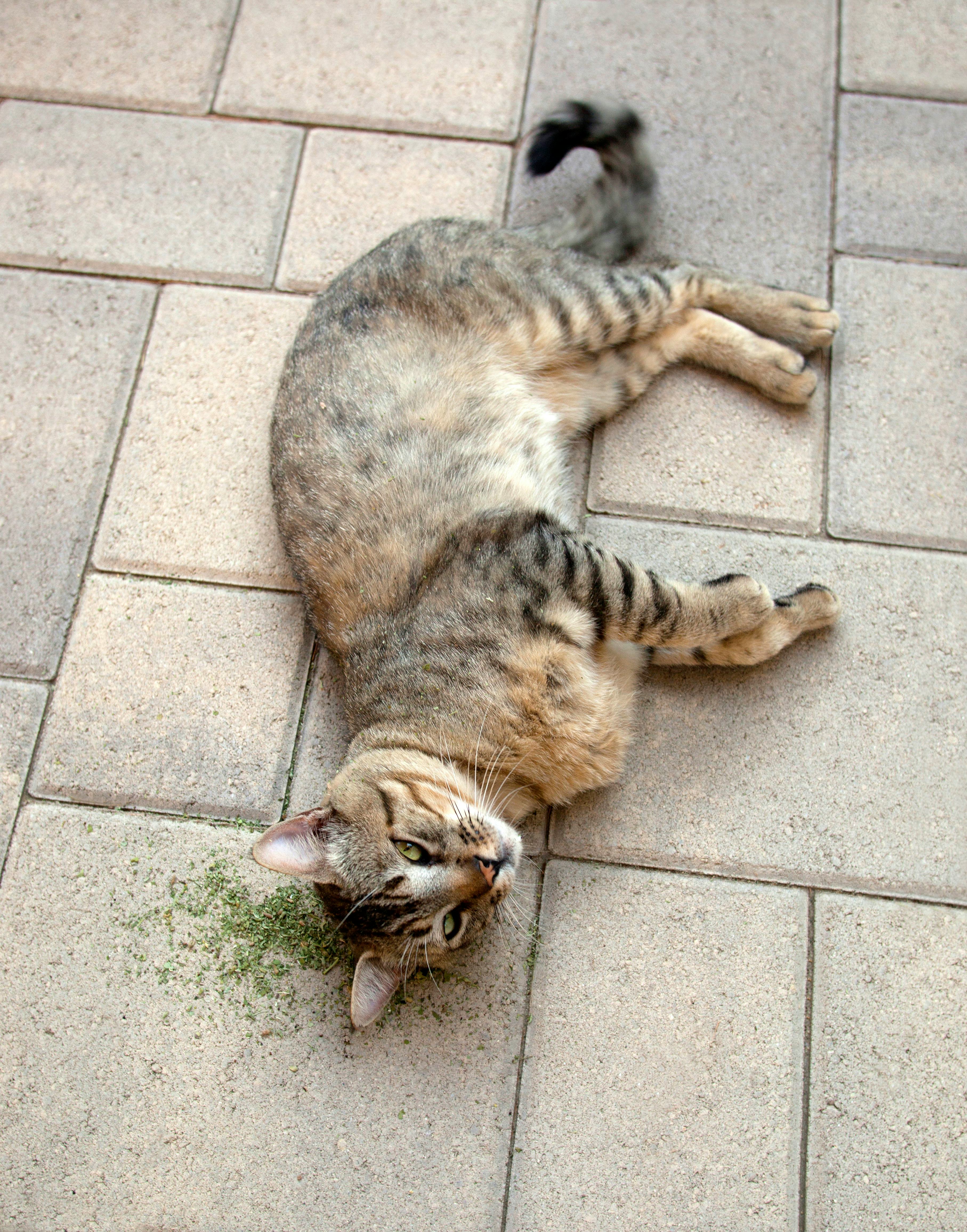 Is catnip healthy for my cat? A scientist explains