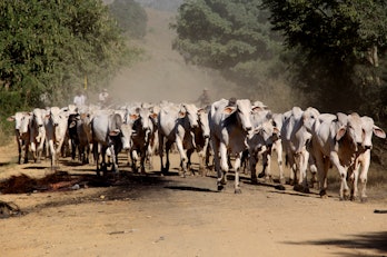 pau brasil, bahia / brazil - april 17, 2012: cowboy leads the cattle on a farm in the rural area of ...