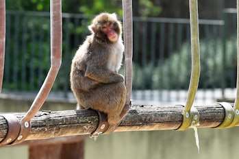 Japanise macaque. The BioPark of Rome, 17 hectares, 1000 animals of 150 species including mammals, r...