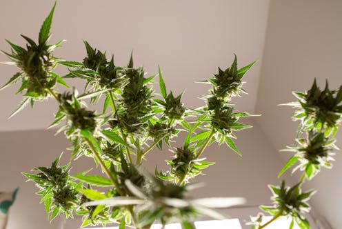 CBD flower. Can you take CBD and antidepressants? A doctor explains what to know about mixing CBD oi...