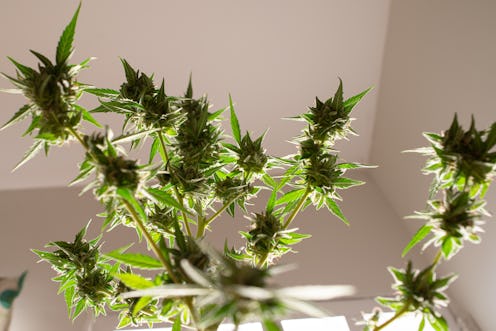 CBD flower. Can you take CBD and antidepressants? A doctor explains what to know about mixing CBD oi...