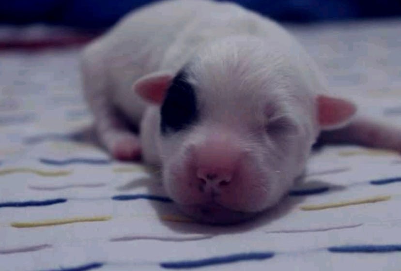 A newborn puppy.