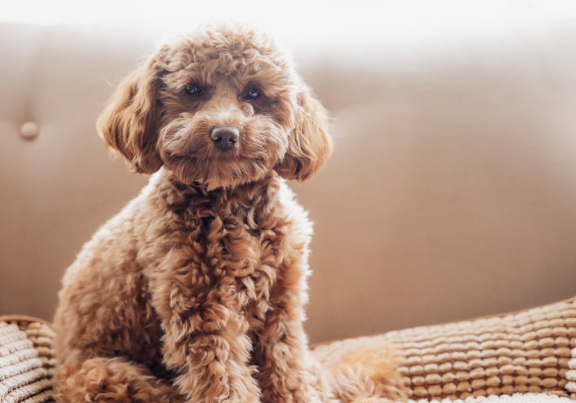 A cute little cavapoo puppy is sitting on the couch at home.