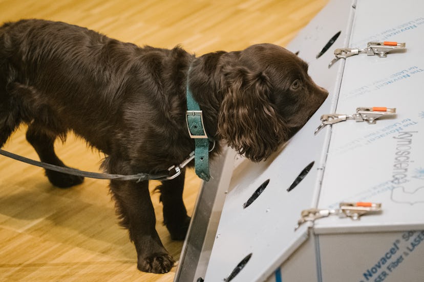 03 February 2021, Lower Saxony, Hanover: Cocker Spaniel Joe sniffs a training machine for Corona det...