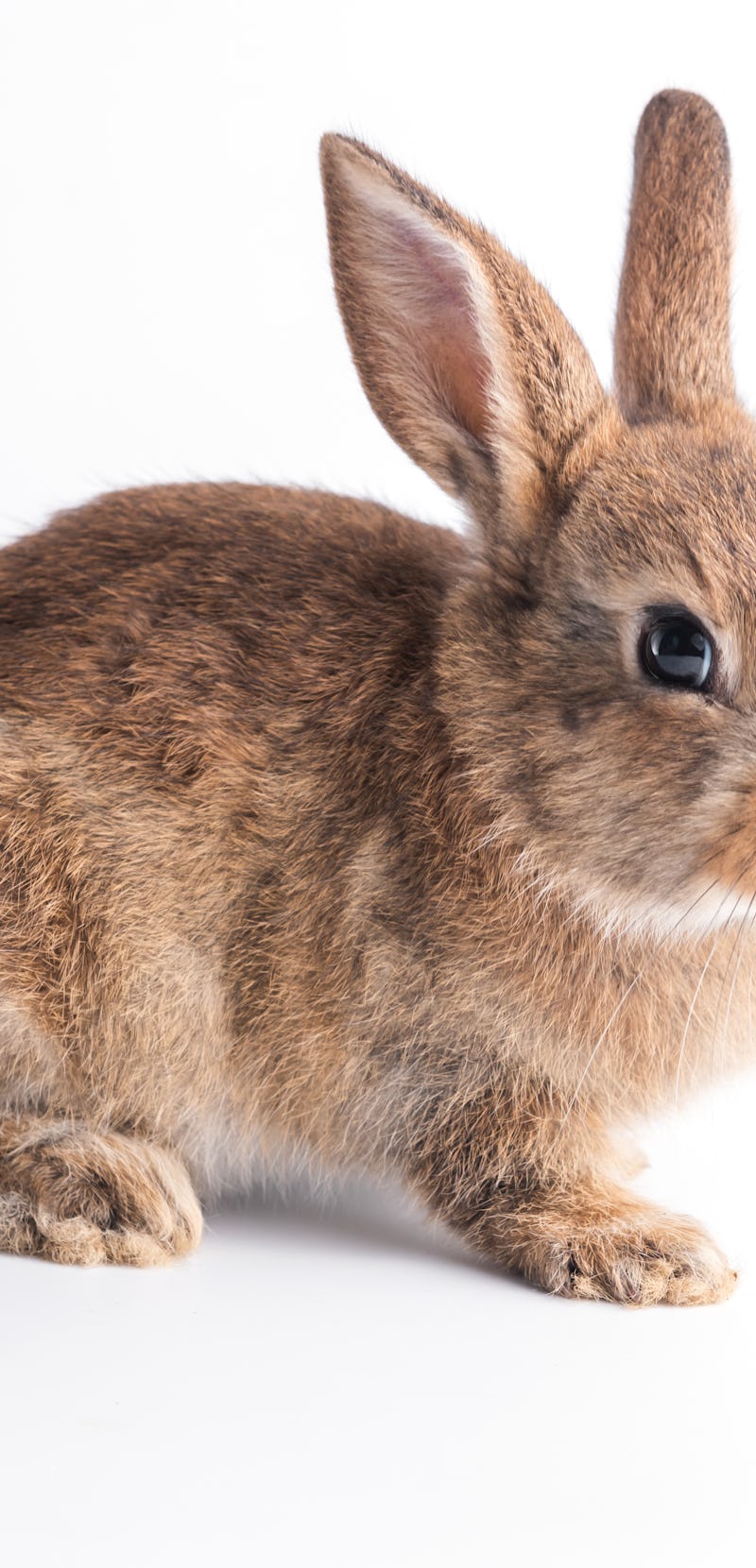 baby brown rabbit sitting