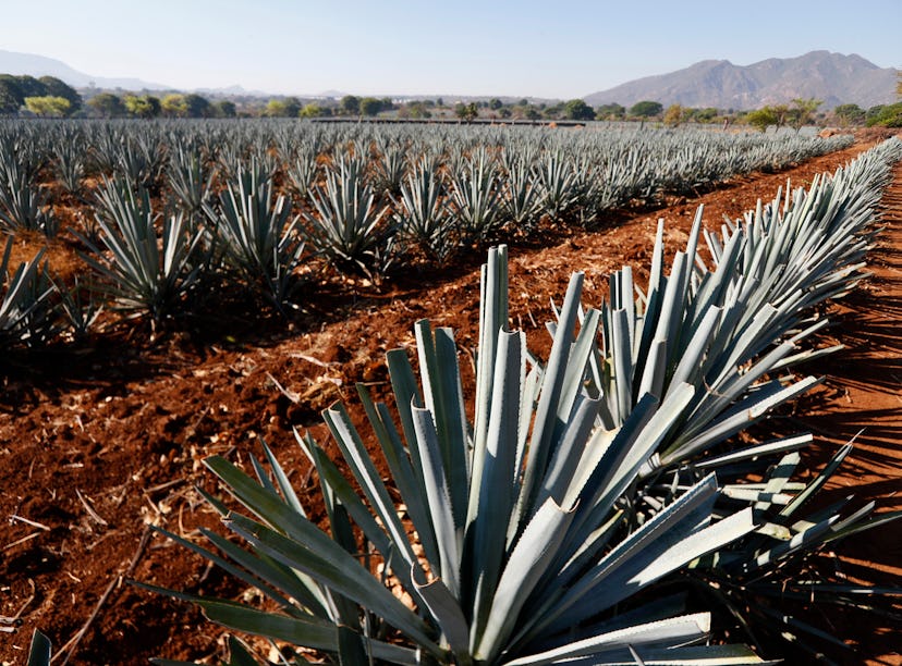 You could win a trip to Mexico to see how Jose Cuervo tequila is made.