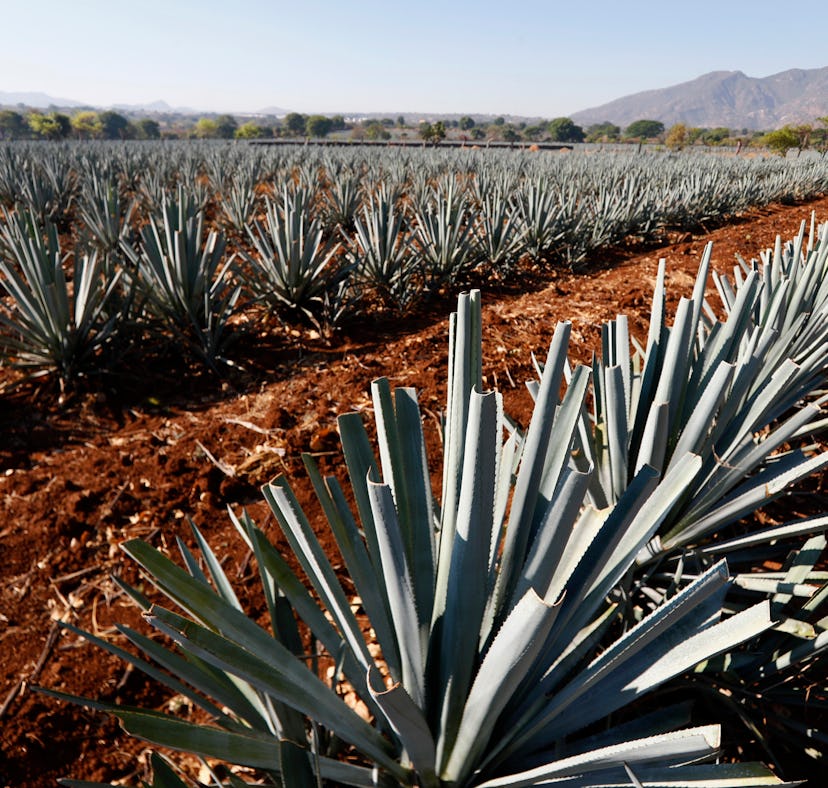 You could win a trip to Mexico to see how Jose Cuervo tequila is made.