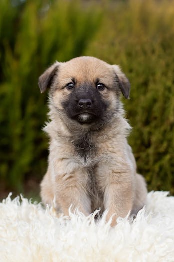 Beautiful fluffy puppy in nature on a summer day