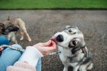 Over the shoulder view of a woman feeding her adopted mixed breed dog a treat in the North East of England in a pubic park while obedient training. They are on a daily walk during lockdown.