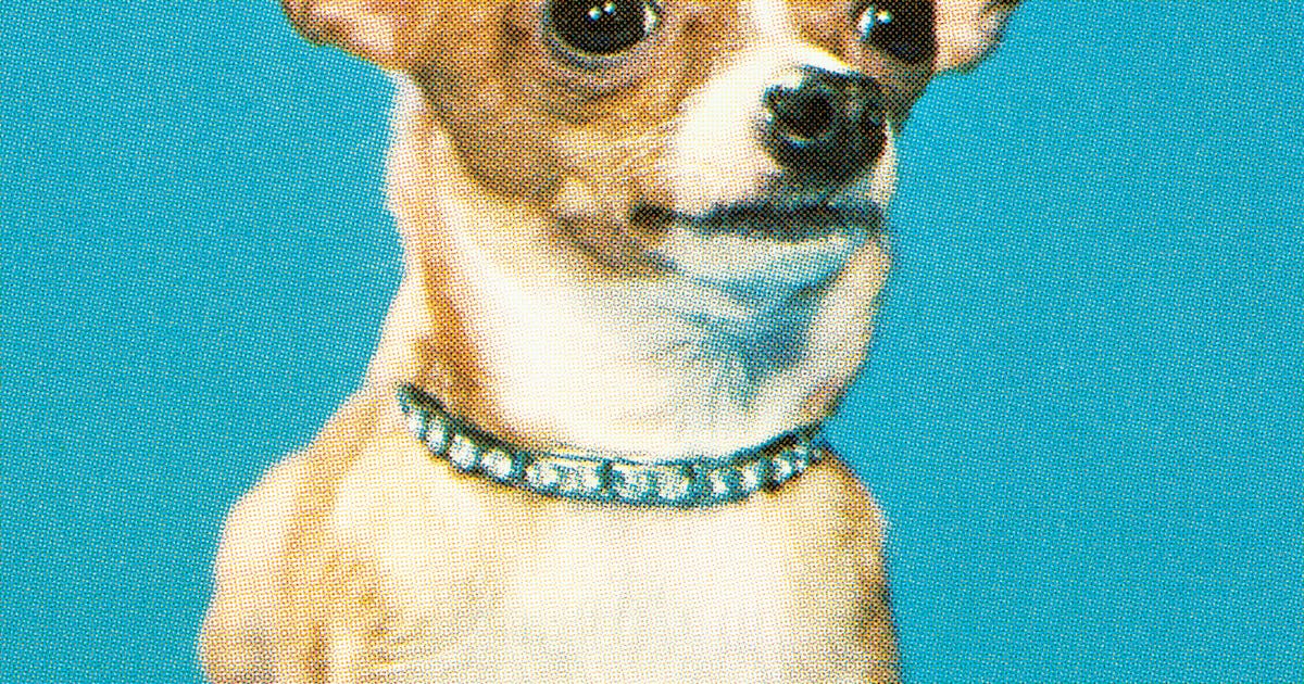 Dogs and fireworks 10 expert tips to help nervous pets calm down