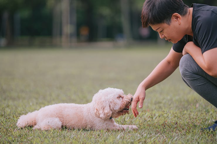 Asian chinese mid adult short hair female with her pet dog toy poodle in public park bonding togethe...