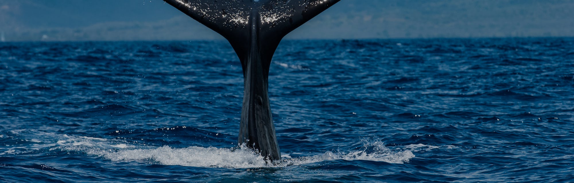 MAURITIUS ISLAND - INDIAN OCEAN - NOVEMBER 9 : A sperm whale is diving vertically, letting its caudal fin appear out of the water for a short while, on November 9, 2011 in Mauritius Island, Indian Ocean. The sperm whale (Physeter macrocephalus) is an odontocete, a toothed cetacean. It frequents all the oceans and a majority of the world's seas. Only males venture into the cold waters of the Arctic and Antarctic. The male can reach more than 18 metres in length. He's the greatest carnivore in the world. Sperm whales can live up to 70 years. They feed on squid and hunt in pits between 300 and 800 metres but sometimes between 1000 and 2000 metres. Their dives can last more than an hour. The head of the sperm whale represents about one third of the body. On the other hand, their eyes are very small. (Photo by Alexis Rosenfeld/Getty Images).