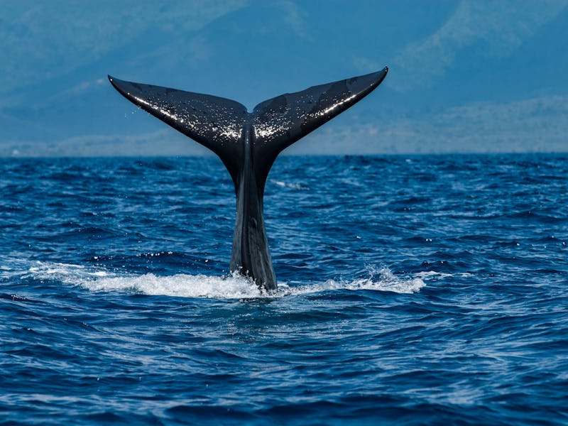MAURITIUS ISLAND - INDIAN OCEAN - NOVEMBER 9 : A sperm whale is diving vertically, letting its cauda...