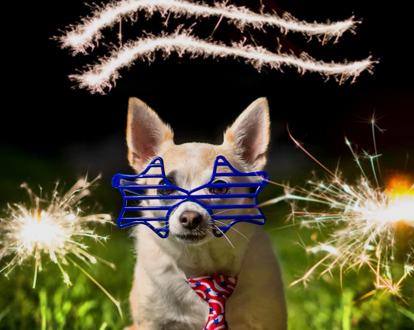 A tan and white Chihuahua wears patriotic accessories, including star shaped sunglasses and a stars ...