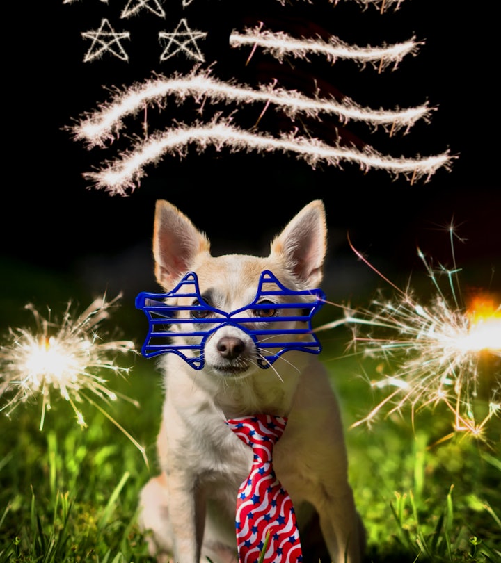 A tan and white Chihuahua wears patriotic accessories, including star shaped sunglasses and a stars ...