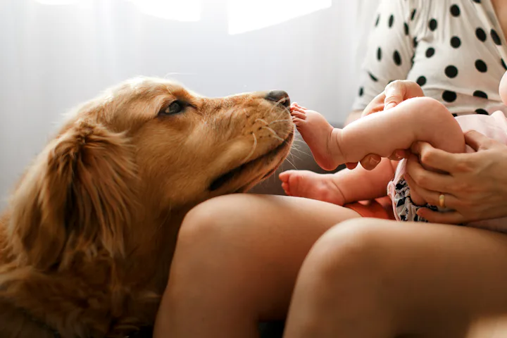 30 Photos Of Dogs Meeting Babies For The First Time