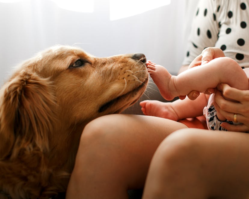 Dogs meeting babies for the first time is so sweet.