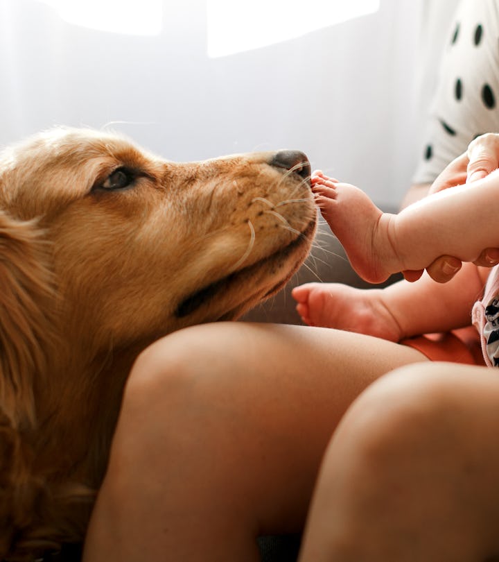 Dogs meeting babies for the first time is so sweet.