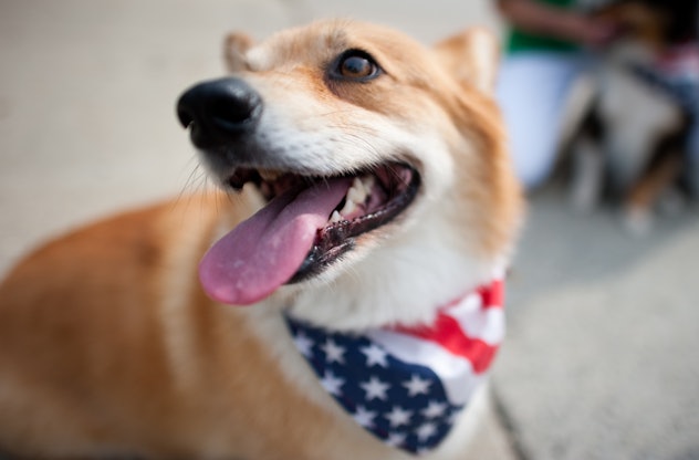 TAKOMA PARK, MD - JULY 4:  Stretch, a Corgi from Odenton, MD marched in the parade as part of the do...