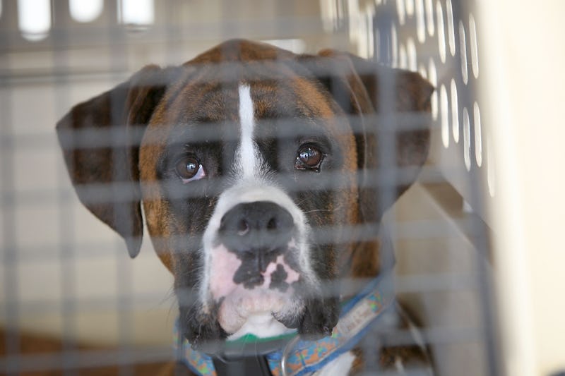 HAWTHORNE, CA - JULY 16:  A dog sits in its crate before the southern California maiden voyage of Pe...