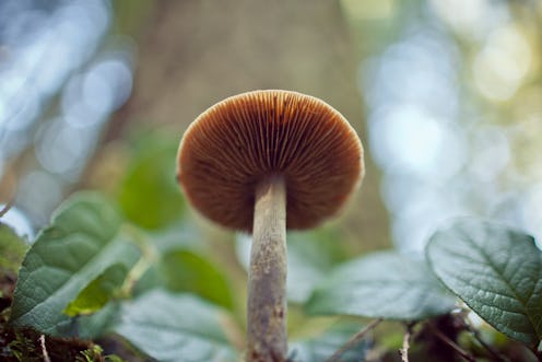 wild mushroom in the forest 