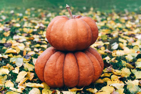 Beautiful large pumpkins on the grass with yellow leaves. Autumn composition.