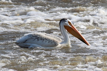 An American White Pelican swims in white water.