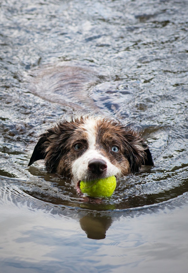 Boulder, Colorado - An Australian Shepherd swims towards the camera with a ball in her mouth in one ...