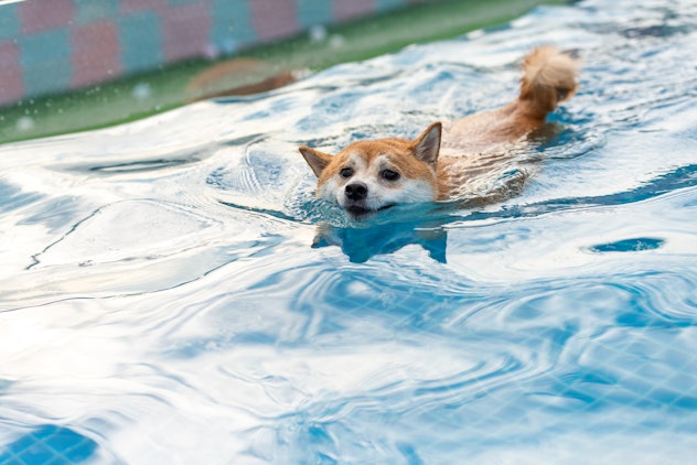 Shiba Inu swims in a swimming pool in Japan on July 24, 2020