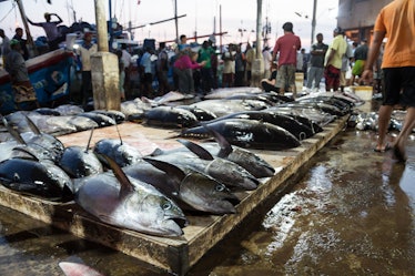 February 17, 2016: Negombo Beach, Sri Lanka - Tuna fish are laid out on the floor of the Negombo Fis...