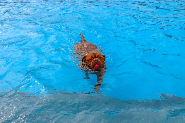 Dog in swimming pool with ball in mouth
